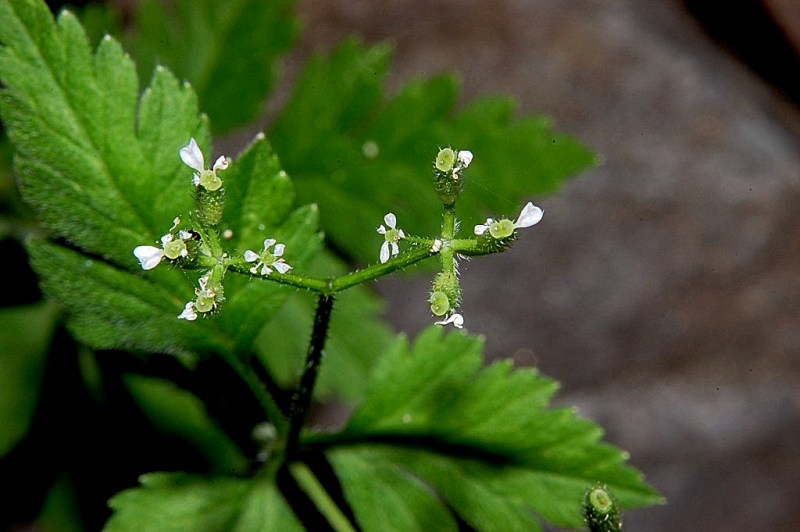 Myrrhoides nodosa / Cerfoglio